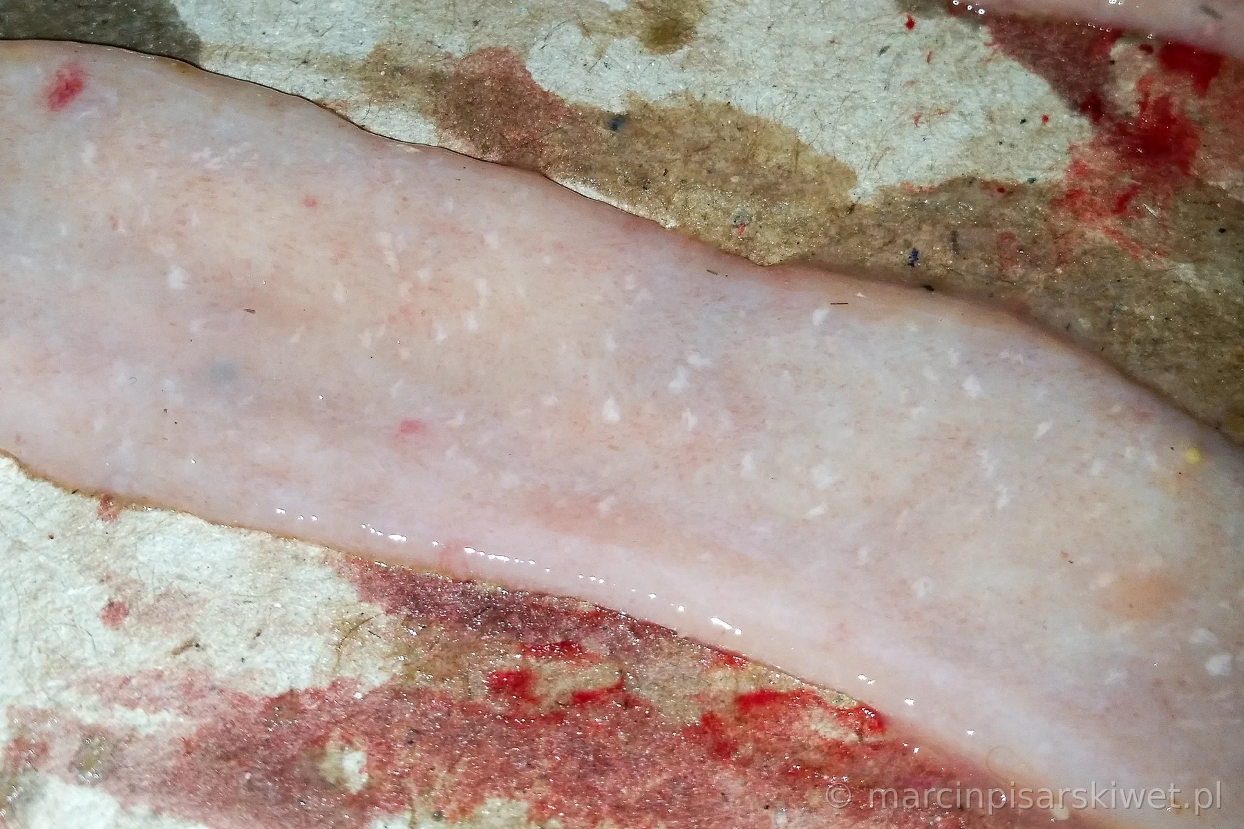 Kokcydioza brojlerów – dyskretne zmiany Eimeria acervulina w jelicie cienkim