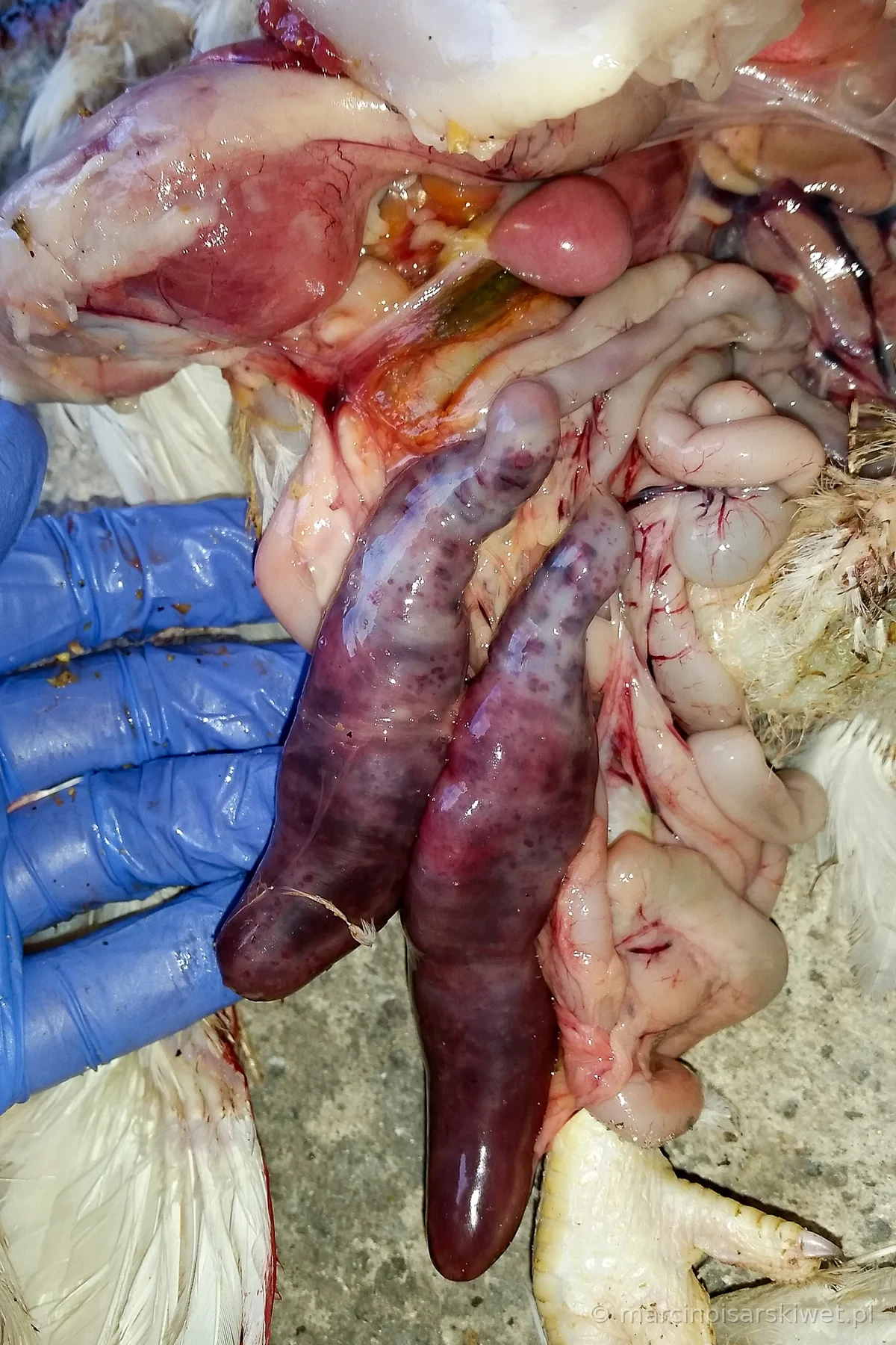 Eimeria tenella – powiększone i krwotoczne jelita ślepe brojlera